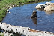 08 - Grouse Mountain - IMG_1522